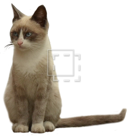 Expressive Cat Eyes - Cat (450x450), Png Download