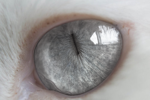 Cat Eyes Cats Eye Animal Png Transparent Semi Transparent - Cat Eye (500x333), Png Download