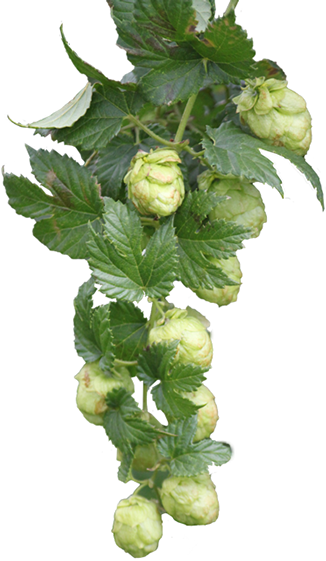 Horned Melon (326x561), Png Download