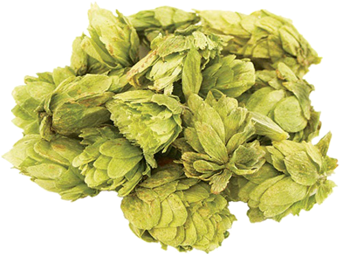 Whole Hops For Dry Hopping - Morebeer! Northern Brewer Whole Hops 1 Lb (500x500), Png Download