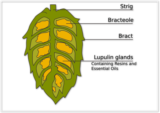 Lupulin Hops (515x363), Png Download