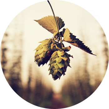 The Addition Of Hops To Cold Beer Allows The Aromatic - Beer Hops (350x350), Png Download