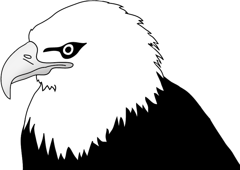 Bald Eagle Head Illustration - Drawing (800x568), Png Download