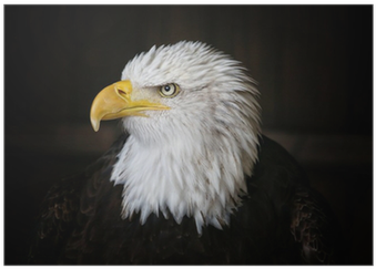 Bald Eagle Head Shot On Dark Background Poster • Pixers® - Bald Eagle (400x400), Png Download