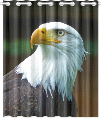 Bald Eagle Head 001 - Window (500x500), Png Download