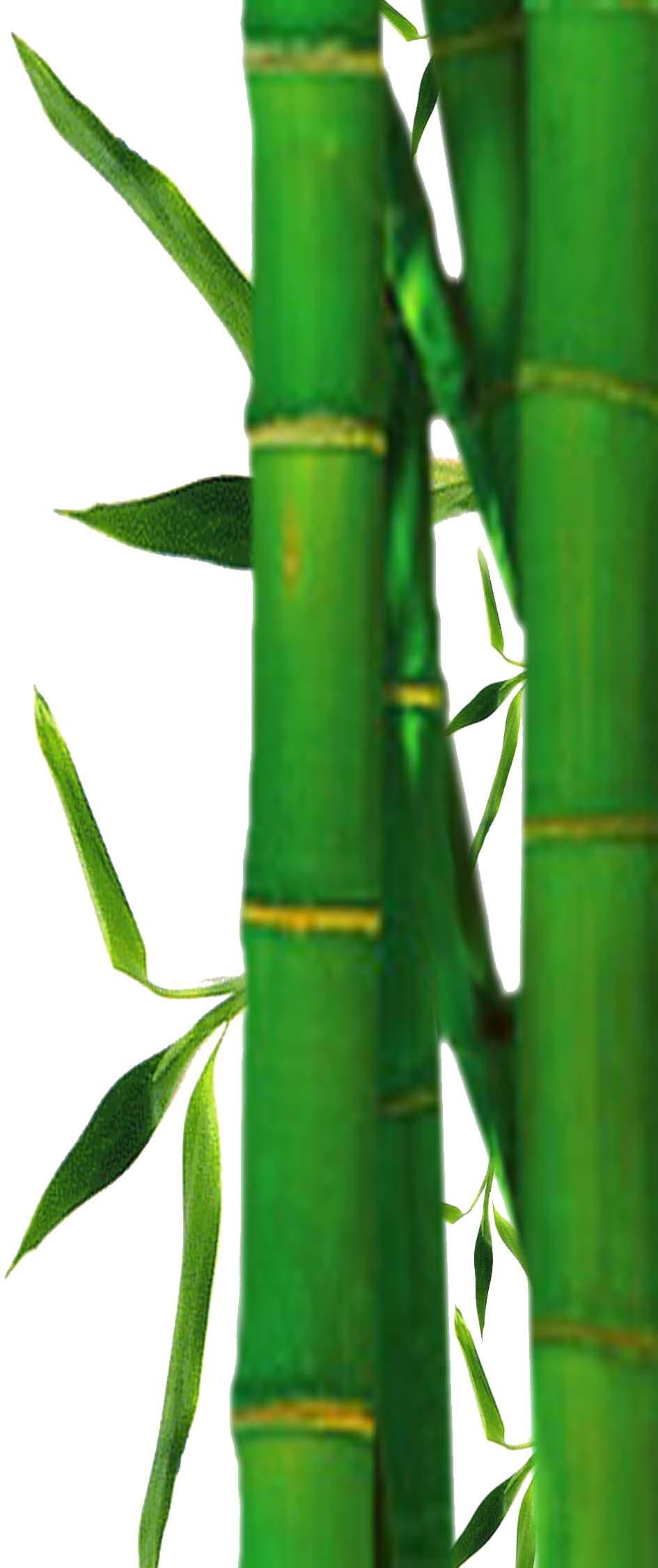 Bamboo Png - Bamboo Border Leaves Png (945x2250), Png Download