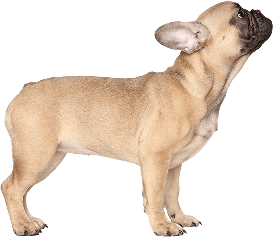 Appearance Of French Bulldog - French Bulldog Png (567x489), Png Download