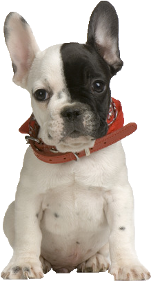 Beds, Collars And Accessories - French Bulldog Puppy Png (447x447), Png Download