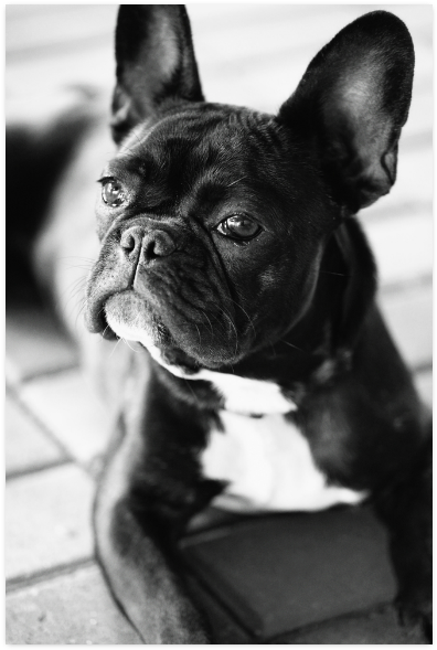 French Bulldog Poster 16"x24" - Black French Bulldog Art (500x500), Png Download