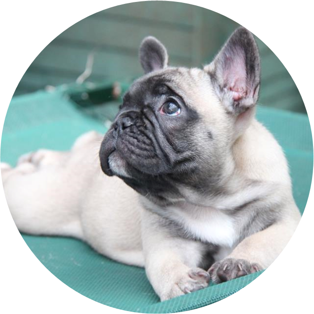 Picture - French Bulldog Malta Instagram (646x646), Png Download