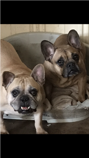 French Bulldog (638x638), Png Download