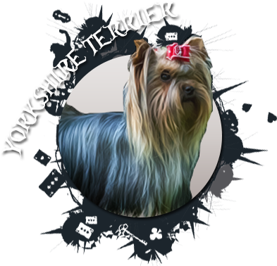 Www - Wonderlandbulls - Eu - Wonderland Bull French - French Bulldog (400x385), Png Download