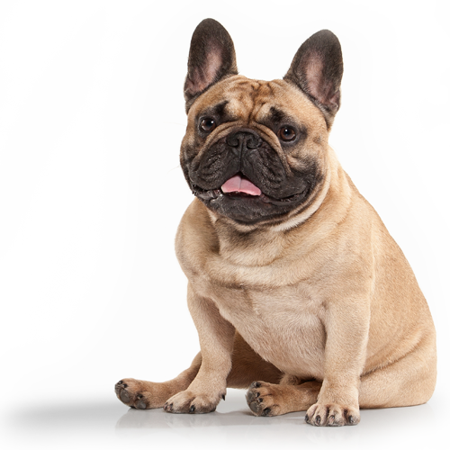 French Bulldog - Esschert Design Tp169 Dog & Cat Garden Stakes (500x500), Png Download