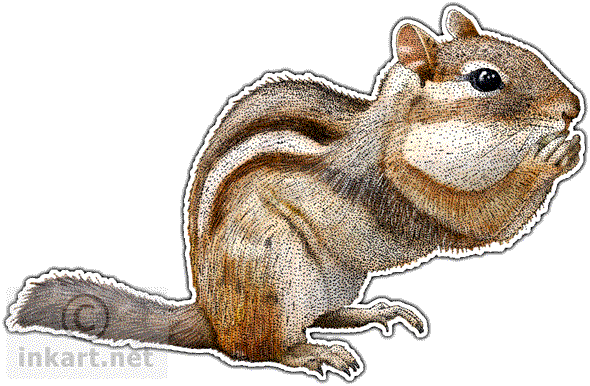 Eastern Chipmunk - Eastern Chipmunk Throw Blanket (590x386), Png Download