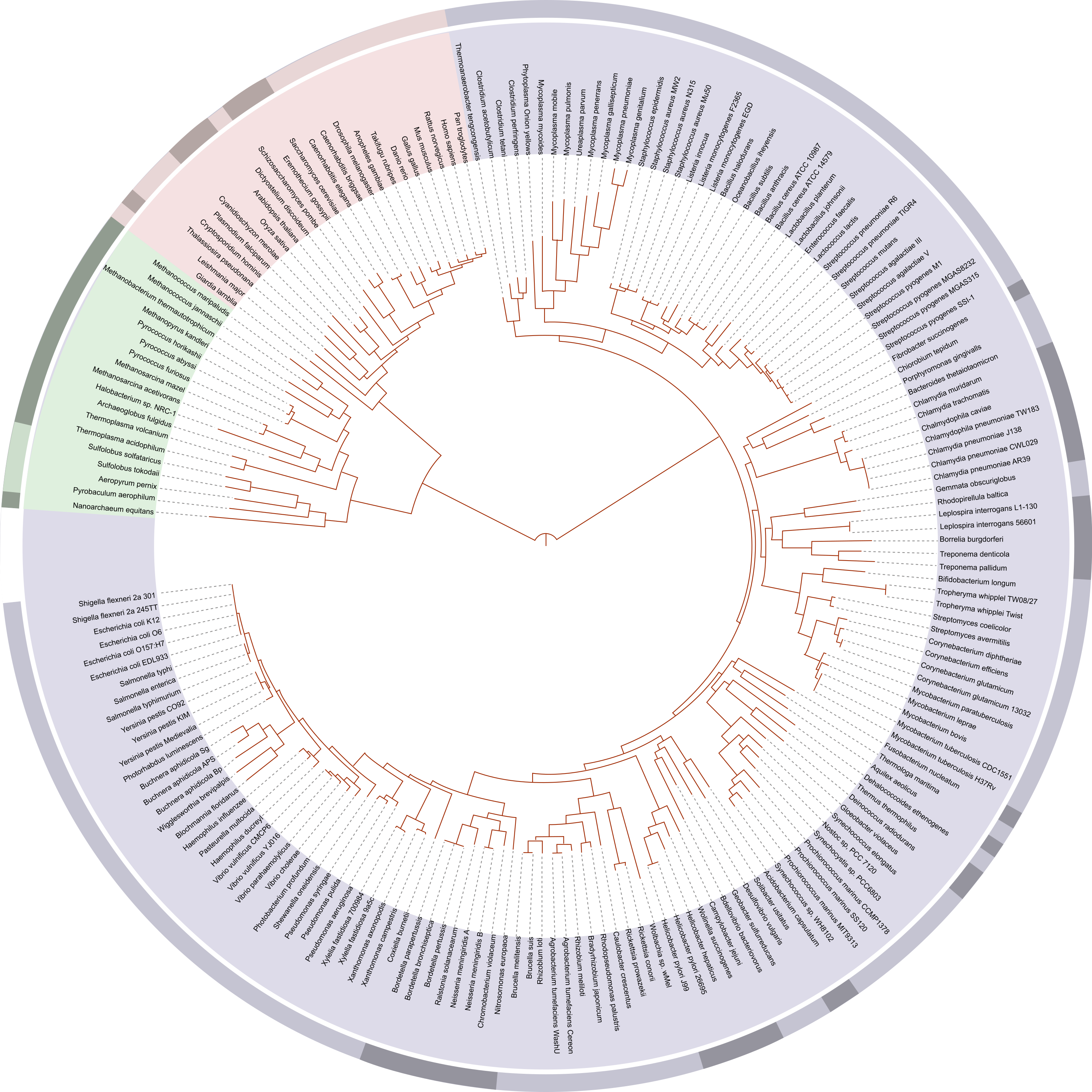 Tree Of Life - Phylogenetic Tree Of Life (2000x2000), Png Download