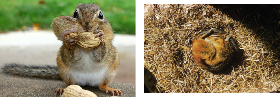 Chipmunks Tamias Striatus - Chipmunks Hibernate (969x339), Png Download