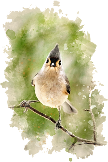 Click And Drag To Re-position The Image, If Desired - Tufted Titmouse Watercolor (452x700), Png Download
