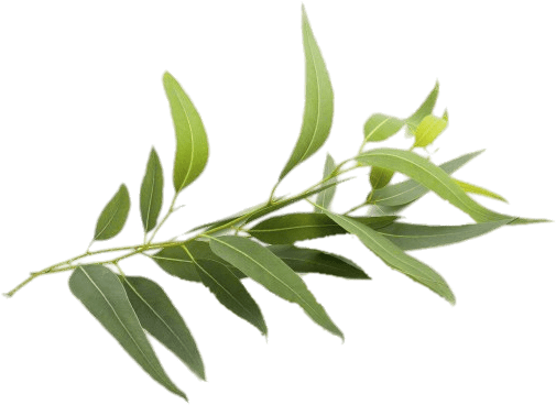 Nature - Eucalyptus - Natural Eucalyptus (600x406), Png Download