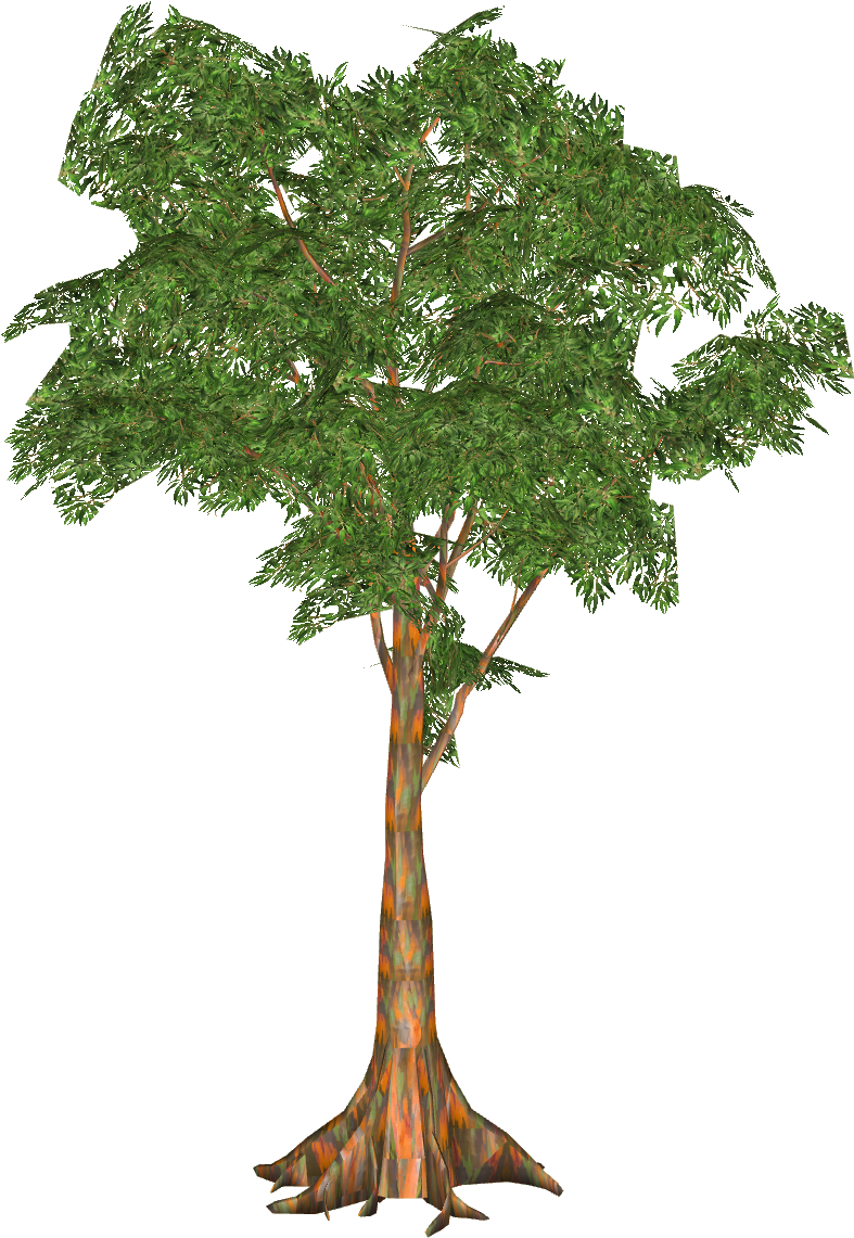 Rainbow Eucalyptus - Ficus Grande (1140x1140), Png Download