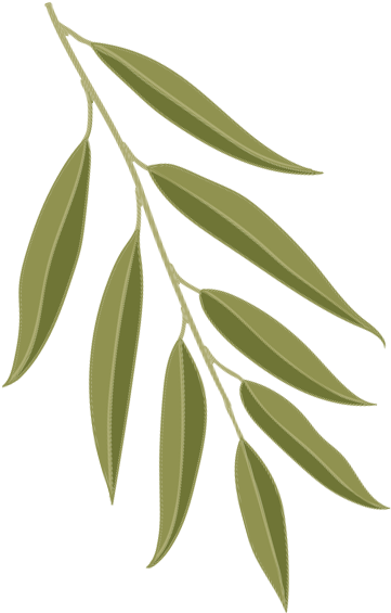 Weeping Willow - Willow (600x600), Png Download