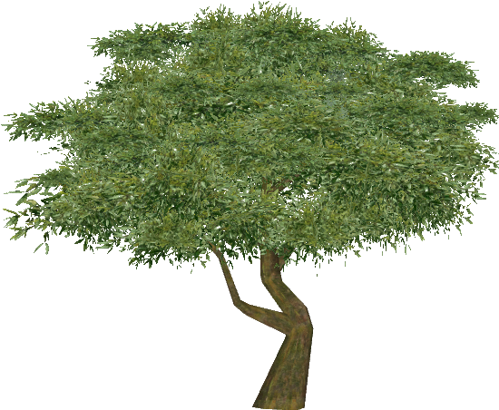 Eucalyptus - Plane (550x550), Png Download