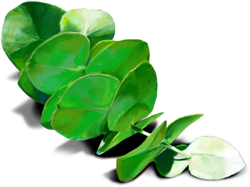 Oobites - Eucalyptus Leaves Transparent Png (500x447), Png Download