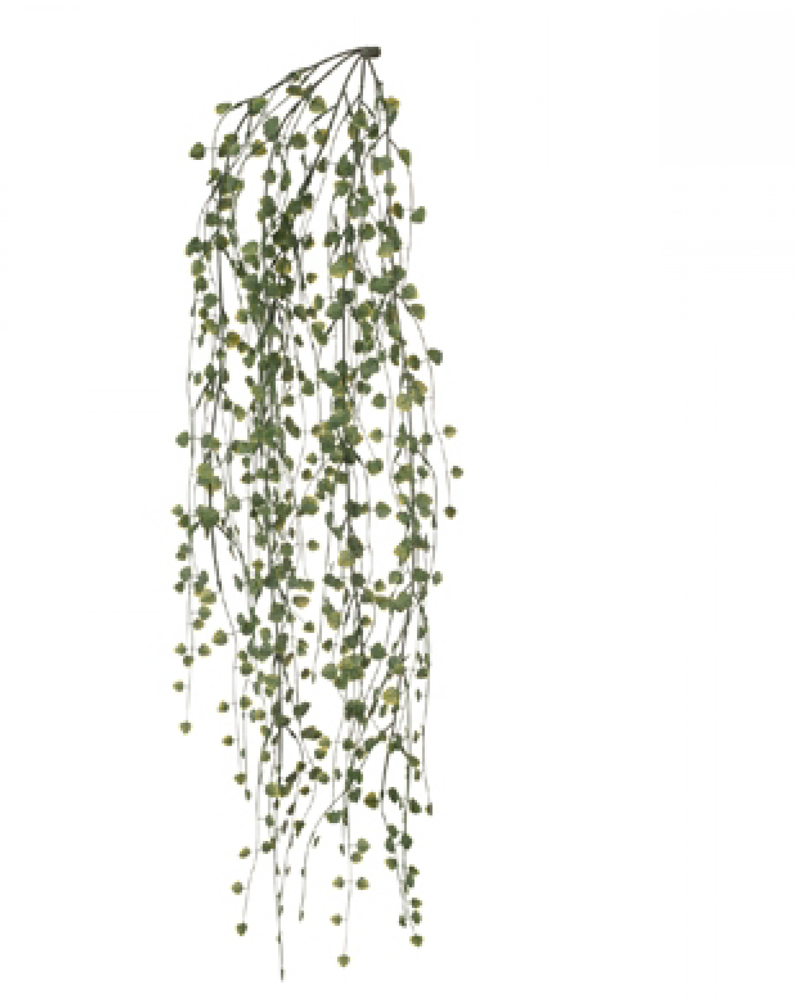Eucalyptus Hanging (2000x2000), Png Download
