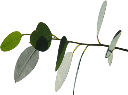 Eucalyptus - Eucalyptus Leaves (476x476), Png Download