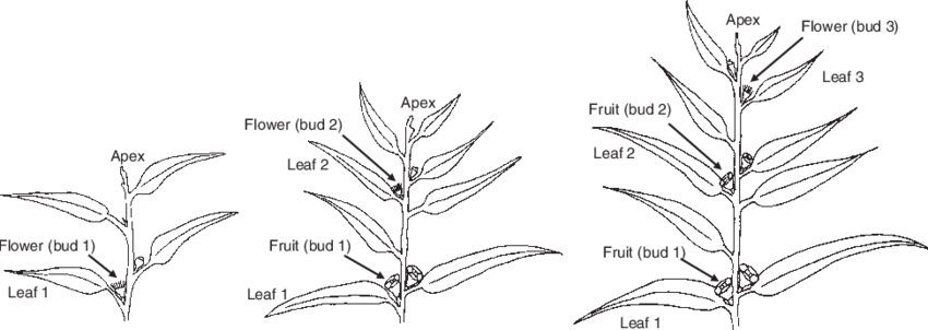Tissue Types Harvested For Studies Of Gene Expression - Apex Flower (850x302), Png Download