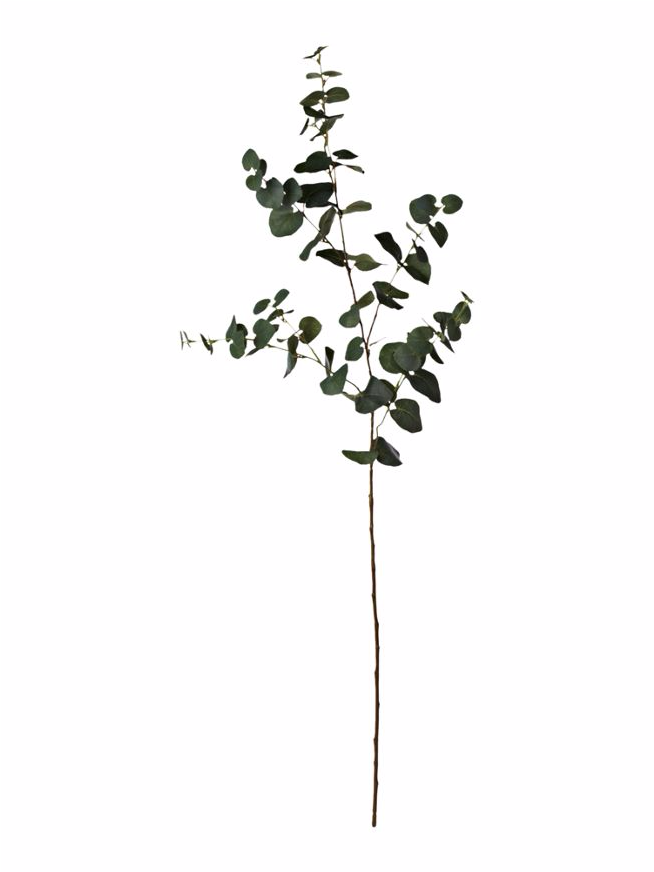 Artificial Eucalyptus Sprig - Linea Eucalyptus Sprig (1730x871), Png Download
