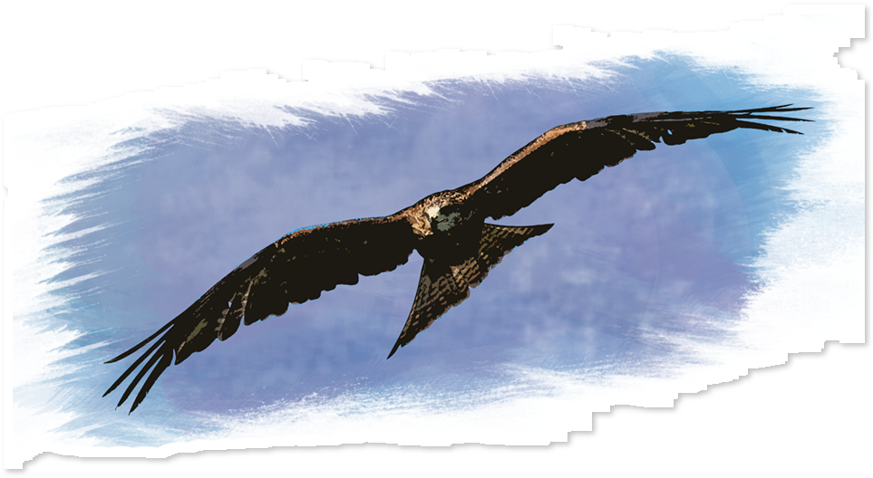 Adesivo Watercolor Predator De Felipe Gomesna - Portable Network Graphics (962x962), Png Download