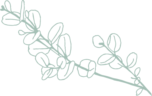 Eucalyptus Line Drawing - Drawing (496x312), Png Download