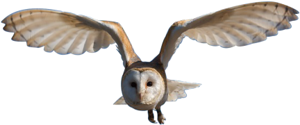 Owl Png (500x255), Png Download