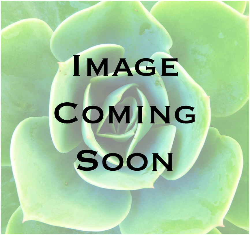 Echeveria (866x815), Png Download