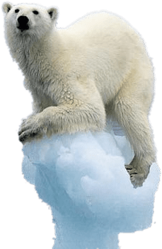 Nature - Polar Bear On Ice Png (510x381), Png Download