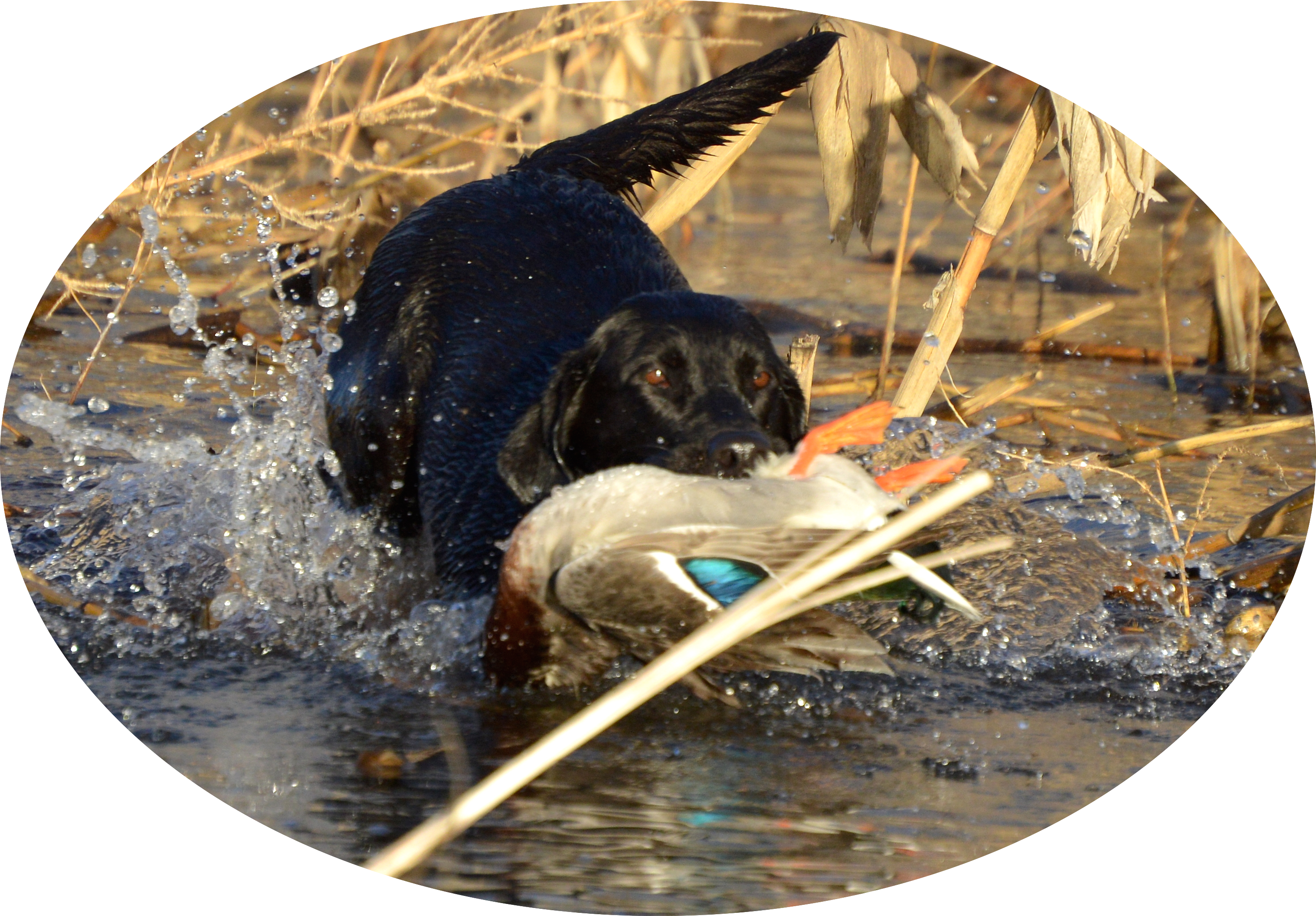 Rocca At Work - Dog Catches Something (2959x2059), Png Download