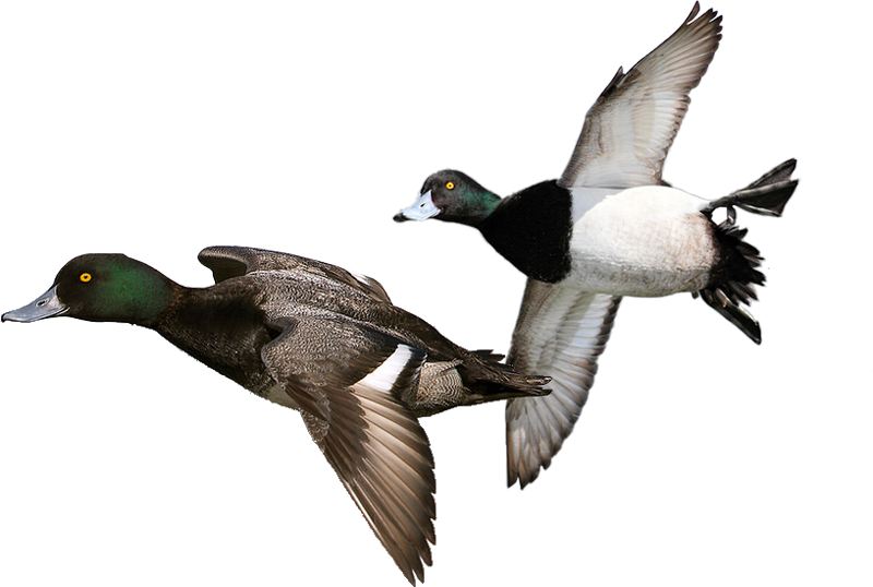 Mallard (800x538), Png Download