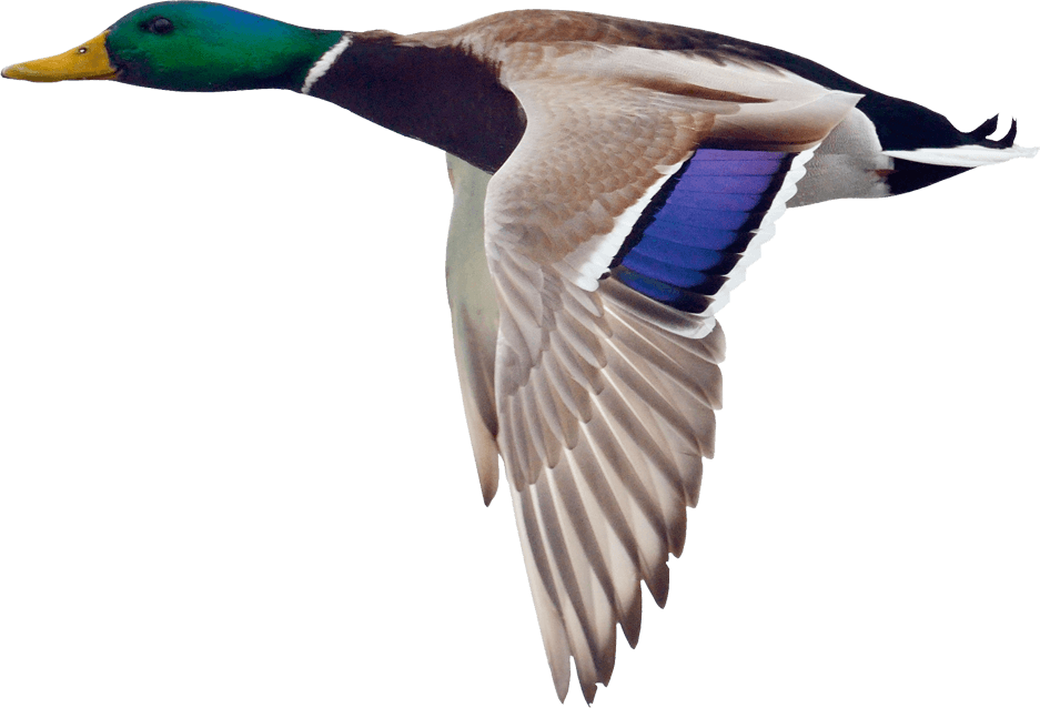 Boise Goose Turkey Hunts - Mallard Duck Flying Png (937x638), Png Download