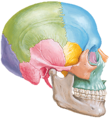 Restricted Skull Bones - Zygomatic Process And Auditory Meatus (386x417), Png Download