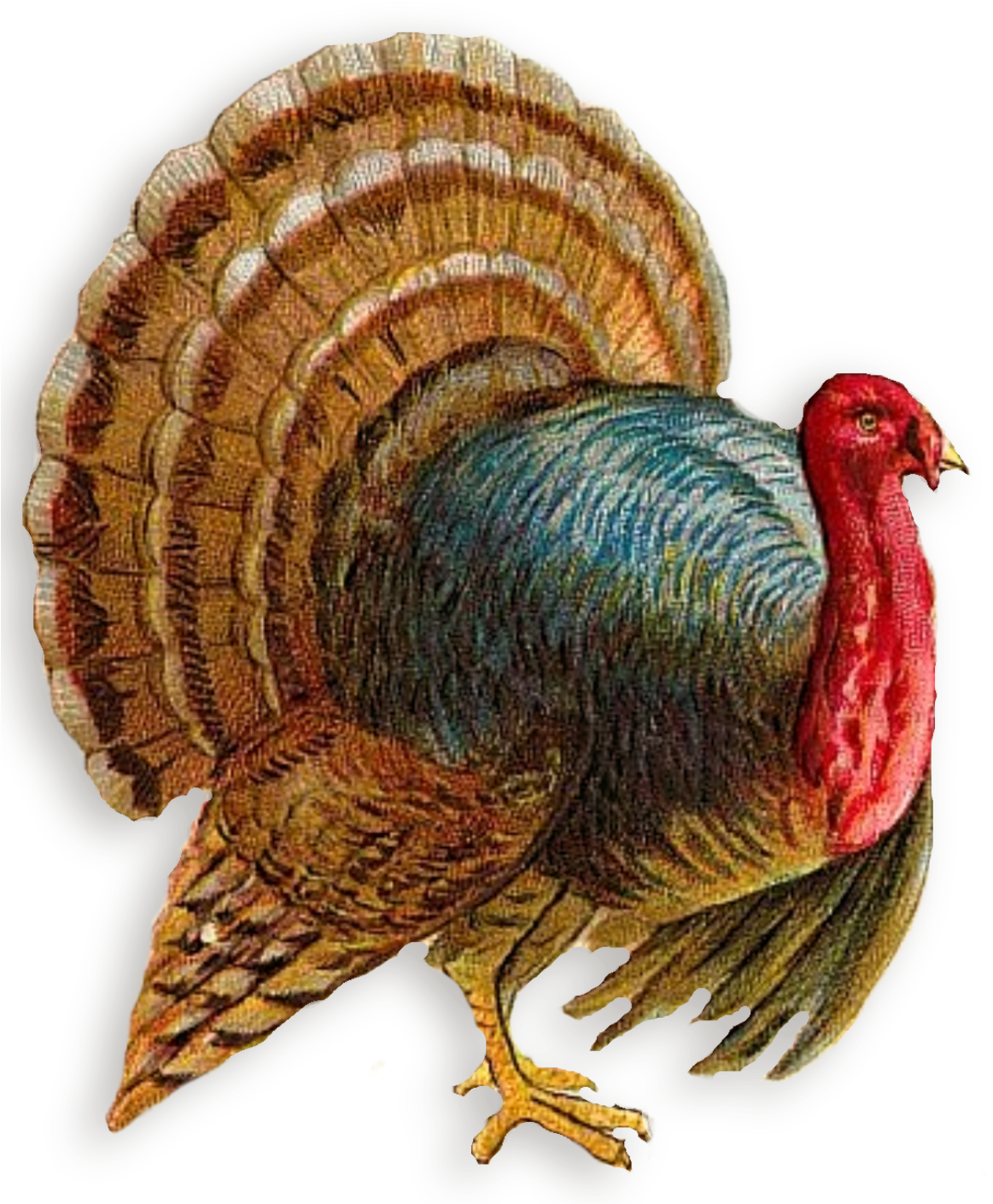 Turkey Png Clipart - Turkey Png Bird (859x1024), Png Download