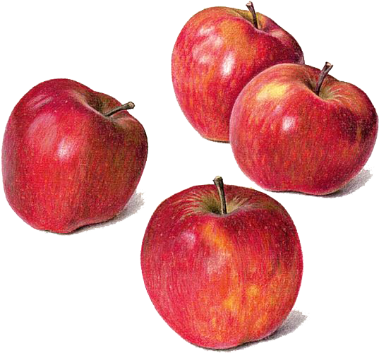 Drawing Apple Watercolor Painting Still Life - Colour Pencil Drawings Apples (564x564), Png Download
