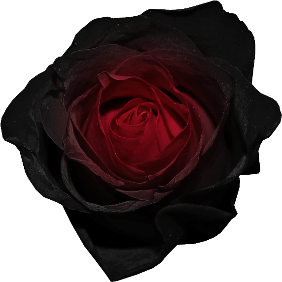 Red And Black Rose Png Picture - Black Flower Gif Transparent (600x601), Png Download