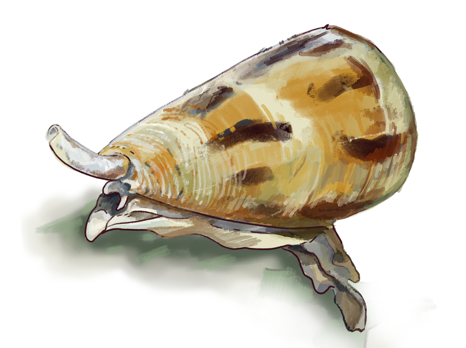 On In Your Mouth They Would Say "harpoons, Peptides, - Conus Magus (1200x703), Png Download