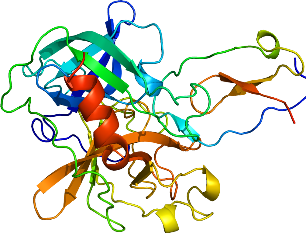 Elafin And The Elastic Shape Of The Gut, Are They Swarm - Estructura De Una Proteina Png (1056x815), Png Download