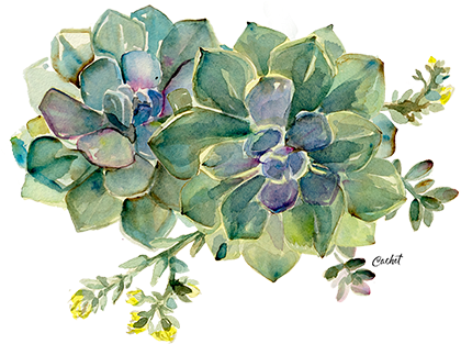 Very Small - Echeveria (500x313), Png Download