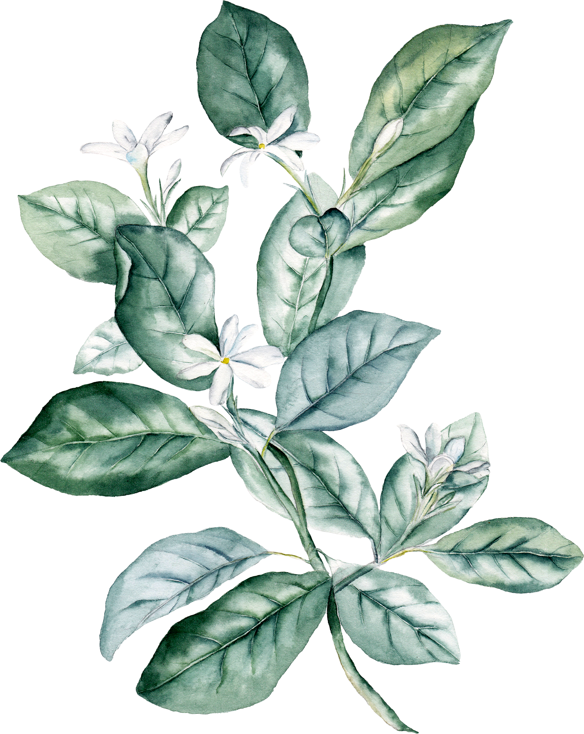 Watercolour Dark Green Leaves Png Full Size Png Download Seekpng