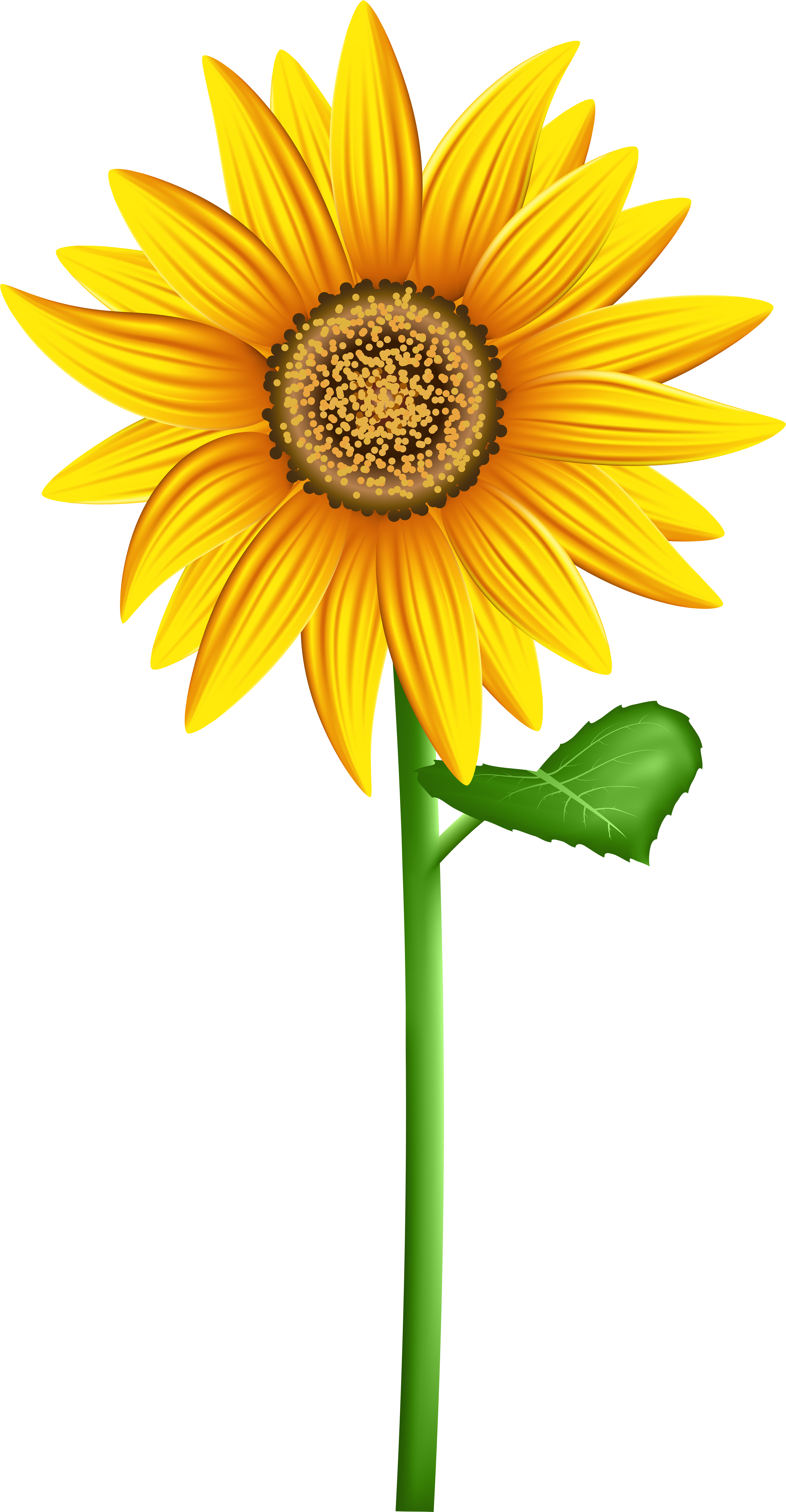 Transparent Background Clip Art Sun Flower (4241x8000), Png Download