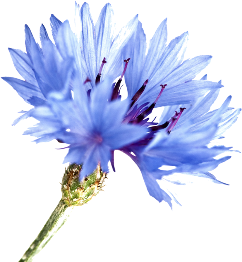 Flowers Blue D Image Free Download - Cornflower Watercolor (977x1024), Png Download