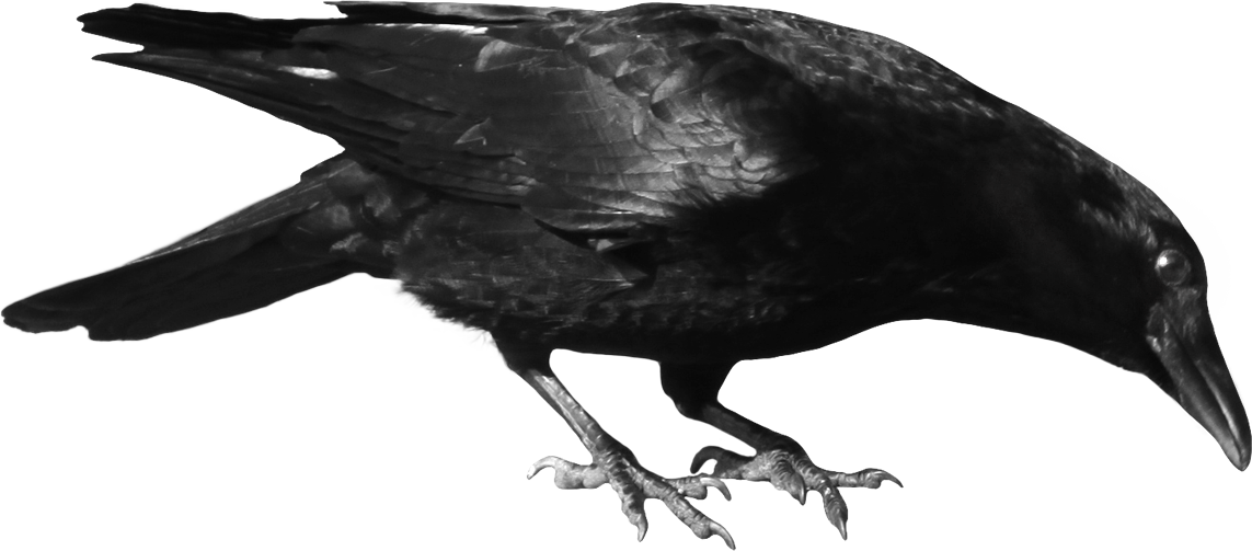 Crow Png (1143x503), Png Download