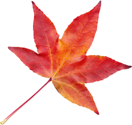 Autumn Leaf Png Transparent Image - Autumn Leaves Png Transparent (500x493), Png Download